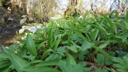 B&auml;rlauch im Wald