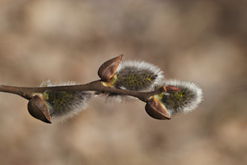Salix flower close-up in the rays of the bright sun. A photo of nature in early spring. Easter cards and backgrounds.