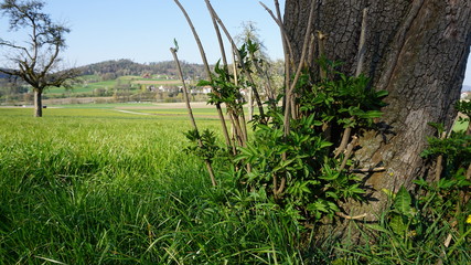 Baum auf Wiese