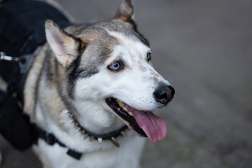 siberian husky dog