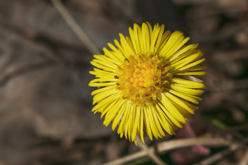 Tussilago farfara flower close-up in the rays of the bright sun. A photo of nature in early spring.