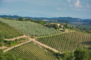 Fototapeta premium vigneti