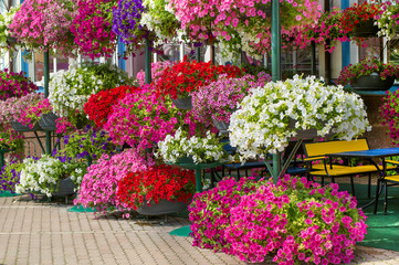 Potted flowers on the street. Beautiful street decorated with flowers. Spring flowers in pots on display in shop.