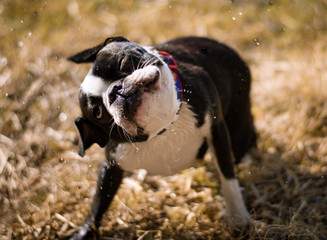 wet dog