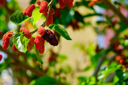 ripening fruits on the branches of a mulberry tree