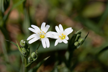 Sternmiere