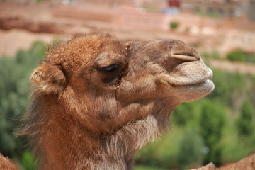 Camel close up.  Camel in the desert. 