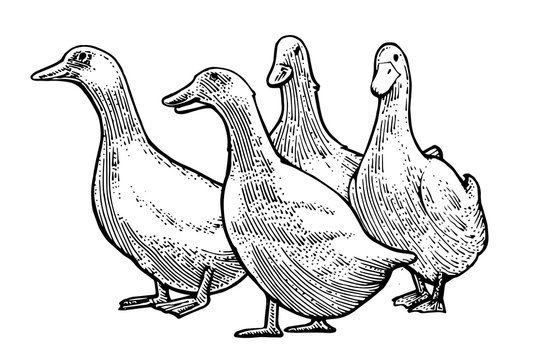 Hand drawing. Domestic ducks. Black Outline. Vector. Drawn in pencil, ink, felt-tip pen, marker on paper. Sketch engraving. Retro style. Isolated on a white background. Packaging design element.