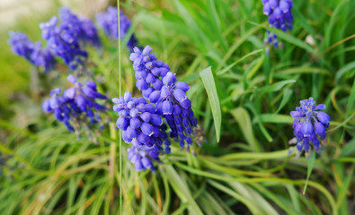 Nature photo blooming blue muscari with green colors