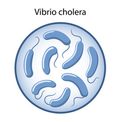 Vibrio cholera in a magnifying glass. Cholera infection. Microbiology. Vector illustration in flat style isolated on white background.