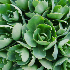 Rosetta stone-crop, or Sedum rosetta. Close-up photo of its small green leaves. Succulent plant in the botanical garden.