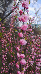 Fototapeta premium Pink double blooming almond blossomed in the garden in the spring.