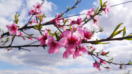 Peach flowers blooming in the peach grove in spring. Blooming branch of the fruit tree. Peach Blossoms Blooming on. Fruit tree. Beautiful peach flowers close up.