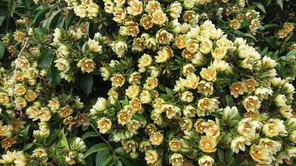 Flor de Pereskia aculeata