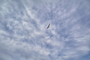 Freedom in the clouds.