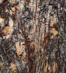  old wood crack texture nature background