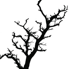tree silhouette
