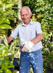 Gardener cutting trees branches