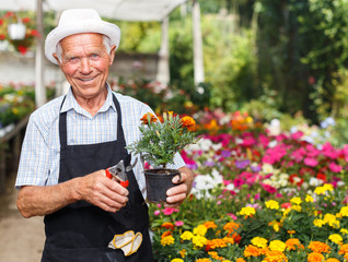 Elderly man working in greenhouse