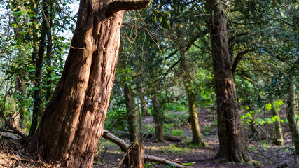 Fototapeta premium Large tree trunk highlighted by sunlight in the middle of a small wood