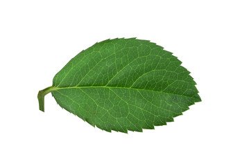 Fototapeta premium Rose leaf isolated on white background with clipping path