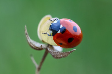 ladybird on a leaf