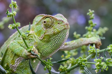 chameleon on a branch