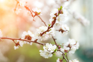 Blurred image background nature. Flowers apricot tree over nature background. Spring flowers. Spring nature background sunset.