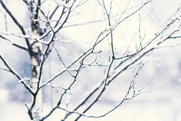 Fototapeta na wymiar Snow covered branches of the birch