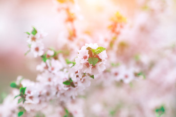Blurred image background nature. Flowers cheery tree over nature background. Spring flowers. Spring nature background sunset.