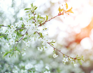 Flowers cheery tree over nature background. Spring flowers. Spring nature background sunset. Blurred background nature.