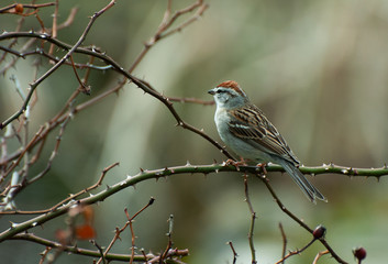 sparrow perched on a branch