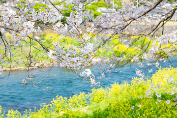 Obraz na płótnie Canvas 静岡県富士市龍巌淵の桜