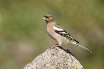 Side view of a wild brown bird (chaffinch, Fringilla coelebs) on a rock in nature
