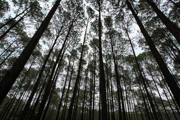 Fototapeta premium Many high pine tree in deep jungle or forest with sky and white clouds background at Phu Hin Rong Kla National Park, Phitsanulok, Thailand. Nature wallpaper and Top view of above head