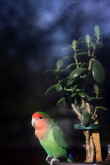 Lovebird parrot looking for freedom through window
