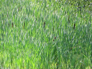 Thickets of reeds in summer