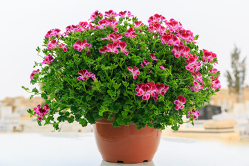 French geranium in pot at street
