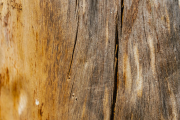 Fototapeta premium Beautiful wood texture. The natural texture. Organic texture. Natural background 