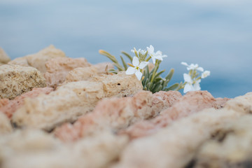 Fleurs poussant sur les remparts d'Antibes au bord de la mer