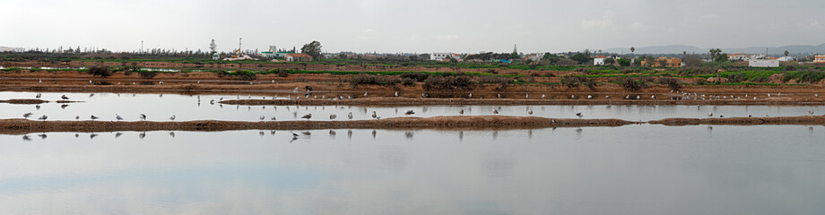 Seagulls lined up in the lagoon of Castro Marim, Algarve