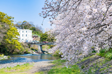 Fototapeta na wymiar 静岡県富士市龍巌淵の桜
