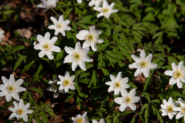 white wood anemones on forest floor in spring