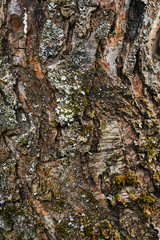 Beautiful wood texture. The natural texture. Organic texture. Natural background
