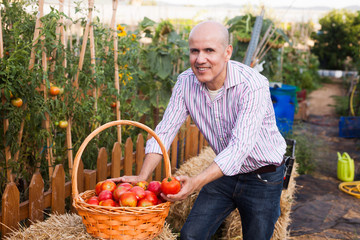 Gardener with tomatoes harvest