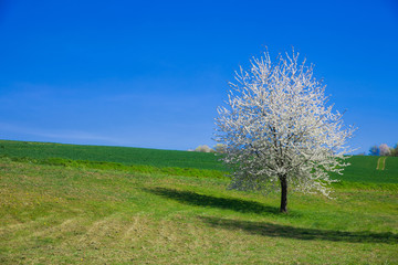 Fototapeta na wymiar a single blooming apple tree in spring on a meadow