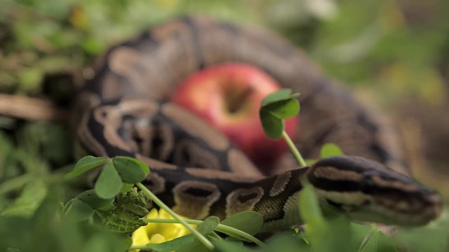 Apple lies on a snake