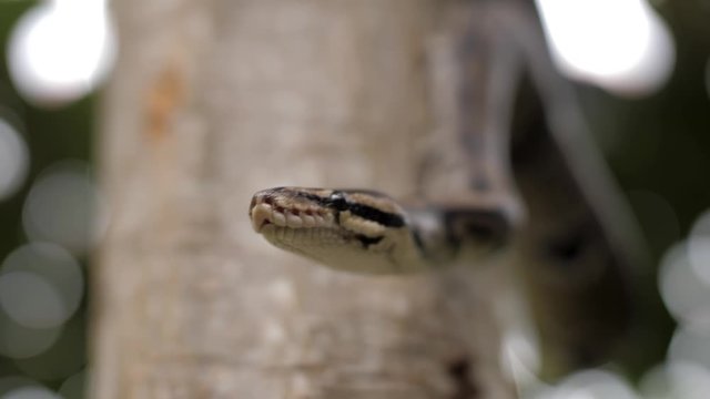 Snake hanging from a tree