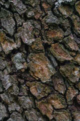 Beautiful wood texture. The natural texture. Organic texture. Natural background
