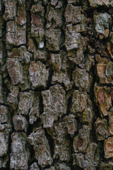 Beautiful wood texture. The natural texture. Organic texture. Natural background
